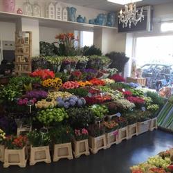 Hugo`s Bloemen en Planten, Amsterdam openingstijden