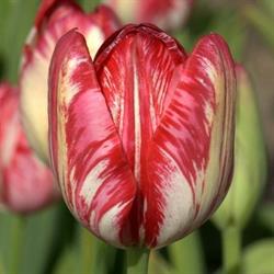 Stichting Hortus Bulborum, Limmen openingstijden
