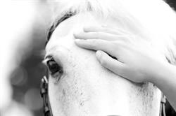 Equi Ride, Oudelande openingstijden