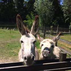 Kinderboerderij Terneuzen, openingstijden