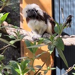 Stichting Exploitatie Faunapark Flakkee, Nieuwe-Tonge openingstijden