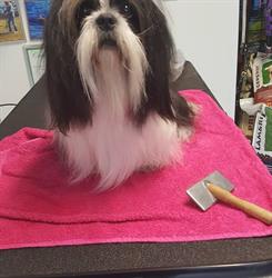 MGM Dogwash & Beauty Street, Beverwijk openingstijden