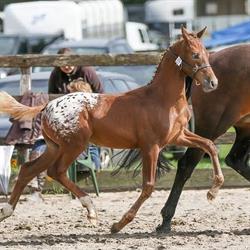 Stal Kaleido, Lutjewinkel openingstijden
