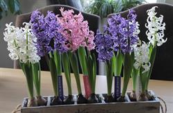 FlowerBoost, Noordwijkerhout openingstijden