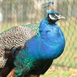 Kinderboerderij Ommen, openingstijden