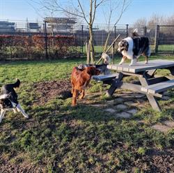 Hondencentrum Bijndelsveld, Vorstenbosch openingstijden