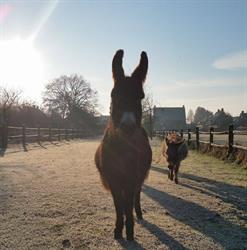 Zorgboerderij De Deel, Haarsteeg openingstijden