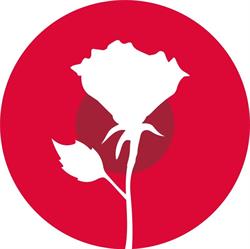 Kneppers Rozen, Rijnsburg openingstijden