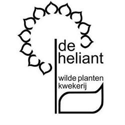 De Heliant, Nijeberkoop openingstijden