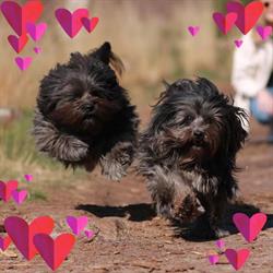 Trimsalon Happy Dog, Valkenswaard openingstijden