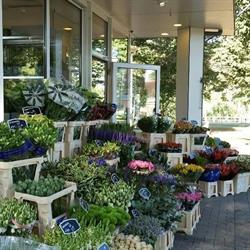 Bloemenkiosk van Burken, Harderwijk openingstijden
