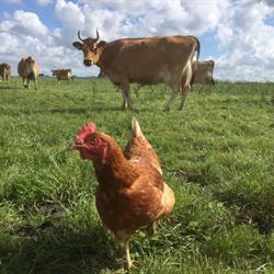 Boerderij Landlust, Maasland openingstijden