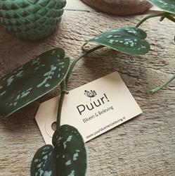 Puur! Bloem & Beleving, Scheemda openingstijden