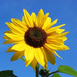 Sunflower B&B Amsterdam, openingstijden