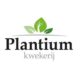 Kwekerij Plantium, Staphorst openingstijden