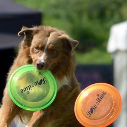 Stichting Pawsitive, Rolde openingstijden