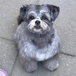 Honden Trimsalon my Buddy, IJsselstein openingstijden