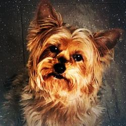 Trimsalon Doggy Smile, Papendrecht openingstijden