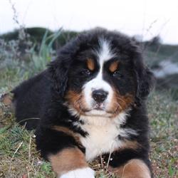 Berner Sennen kennel 'de Hoge Veluwe', Otterlo openingstijden