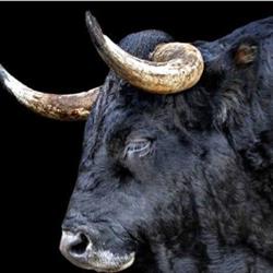 Toros Santiago Delft, openingstijden