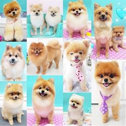 Trimsalon Puppylook, 's-Gravenhage openingstijden