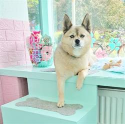 Trimsalon Puppylook, 's-Gravenhage openingstijden