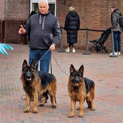 Duitse Herder Kennel Van Bommelswaard, Velddriel openingstijden