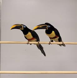 De Vogelloods Drachten, openingstijden