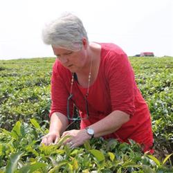 6tea6 - taste the inspiration, Empe openingstijden