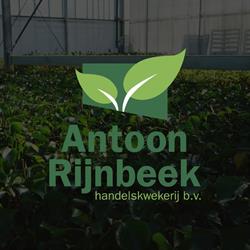 Antoon Rijnbeek Handelskwekerij BV, Boskoop openingstijden