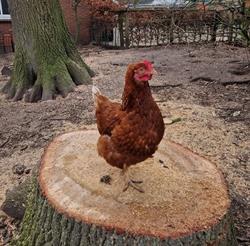 St. Natuur Milieu Educatief Centrum de Höfte, Oldenzaal openingstijden