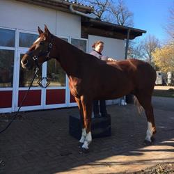 Remedio, Venhuizen openingstijden