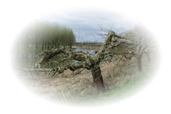 Hoveniersbedrijf de Betuwe, Beesd openingstijden