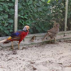 Stichting Dierenweide Harderwijk, openingstijden