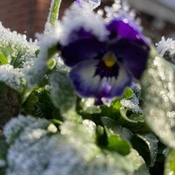 Bloemen van Brigitte, Cuijk openingstijden
