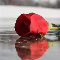 JD Bloemen Nieuwegein, openingstijden