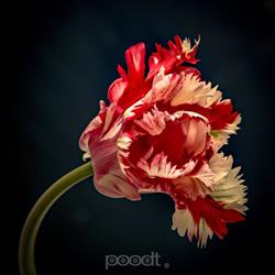 Michiel Poodt fotografie, Amsterdam openingstijden