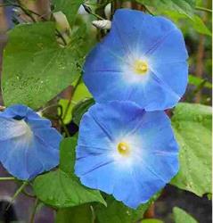 Kwekerij Morning Glory, Aalsmeer openingstijden