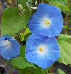 Kwekerij Morning Glory, Aalsmeer openingstijden