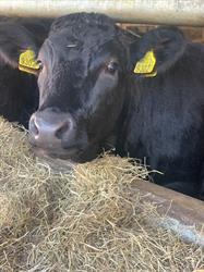 wagyu-boerderij putten, Putten openingstijden