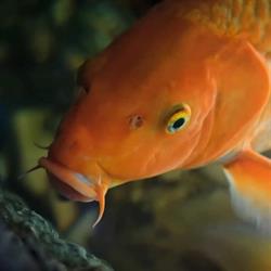 Sushi Heiloo Hanako, openingstijden