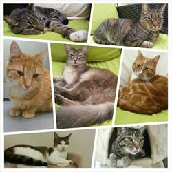 Kattenpension Hilversum, openingstijden