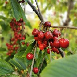 Fruittuin van West, Amsterdam openingstijden