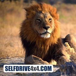 Selfdrive4x4.com, Nijmegen openingstijden