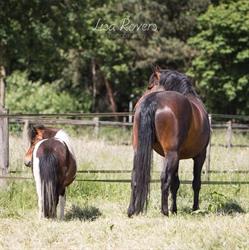 Lips Stables paardenpension, Helvoirt openingstijden