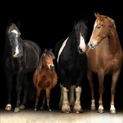 PaardenHotelTexel, Den Hoorn openingstijden