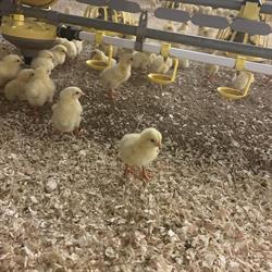 Katier Pluimvee, Ambt Delden openingstijden