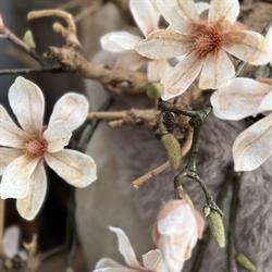 De oude kwekerij Brocante & Antiques & Stoer Wonen & Oudoor Lifestyle, Epe openingstijden