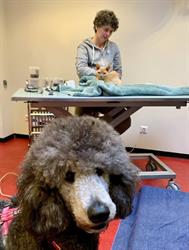 Andere Dierenarts, Schoorl openingstijden