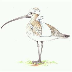 Vogelopvang De Wulp, 's-Gravenhage openingstijden